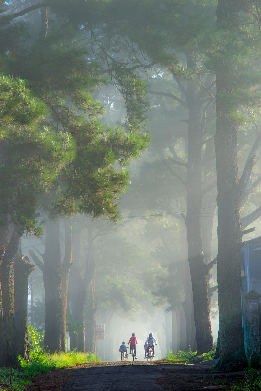 street, trees, exploration, travel, outdoors, nature, forest, mountain, chill, learn, children, treeline